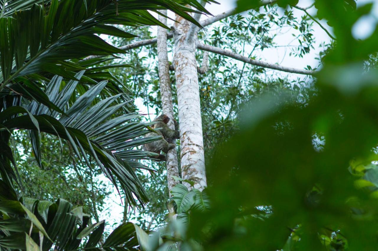 Ara Ambigua Lodge Sarapiquí Exterior foto